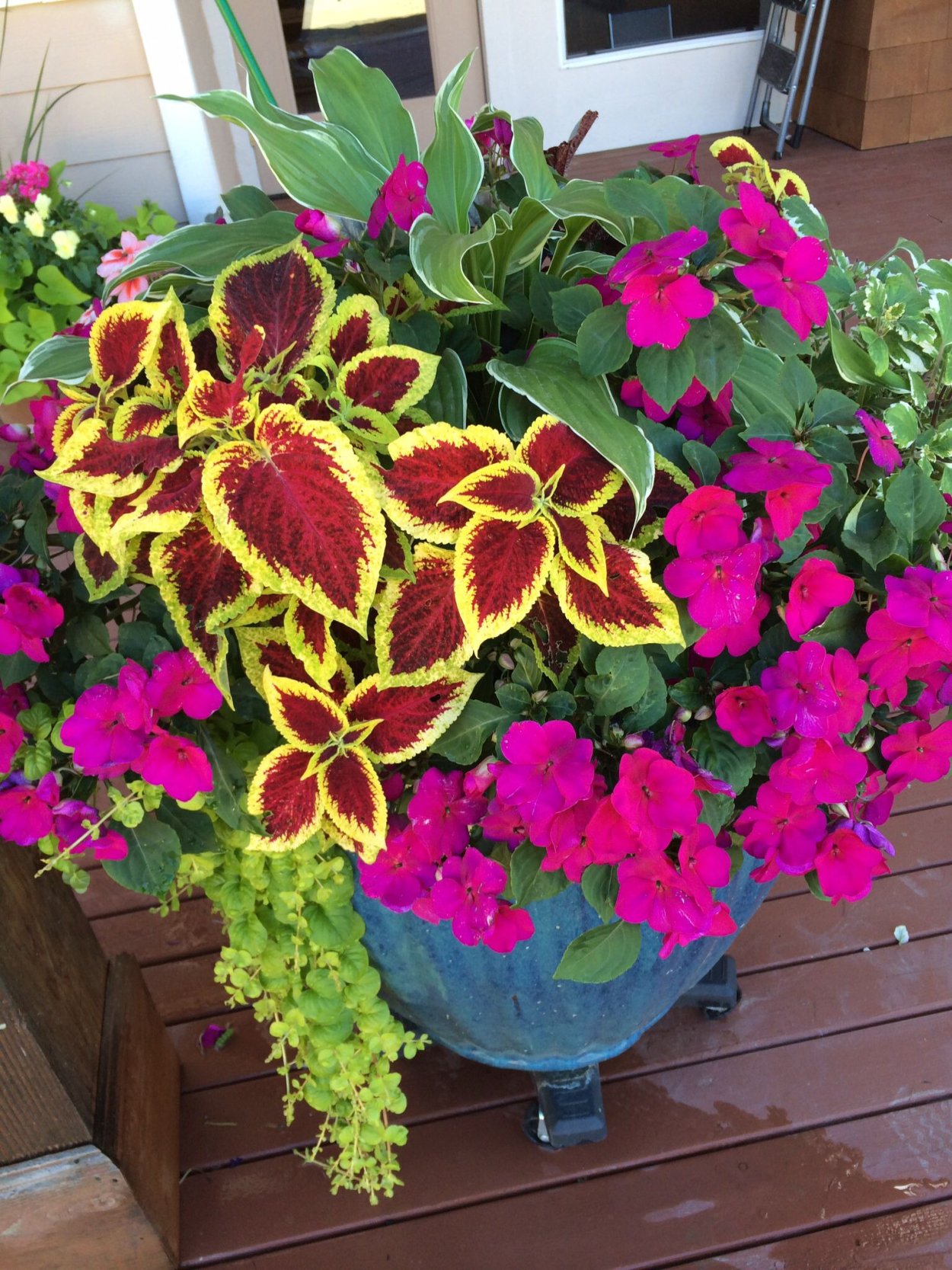 Колеусы и бальзамины