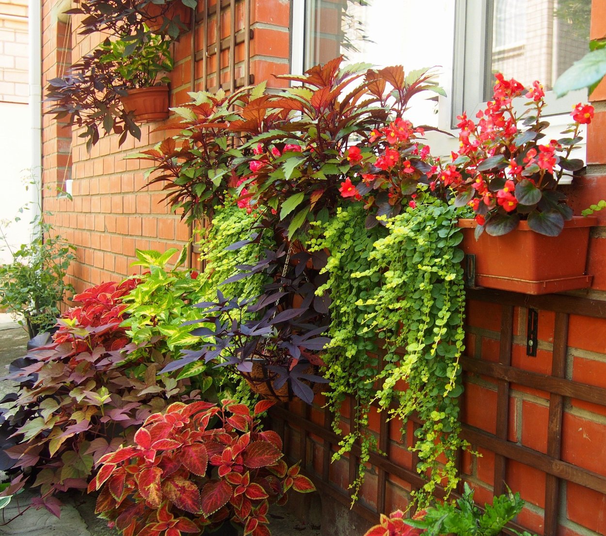 Ипомея батат с колеусами