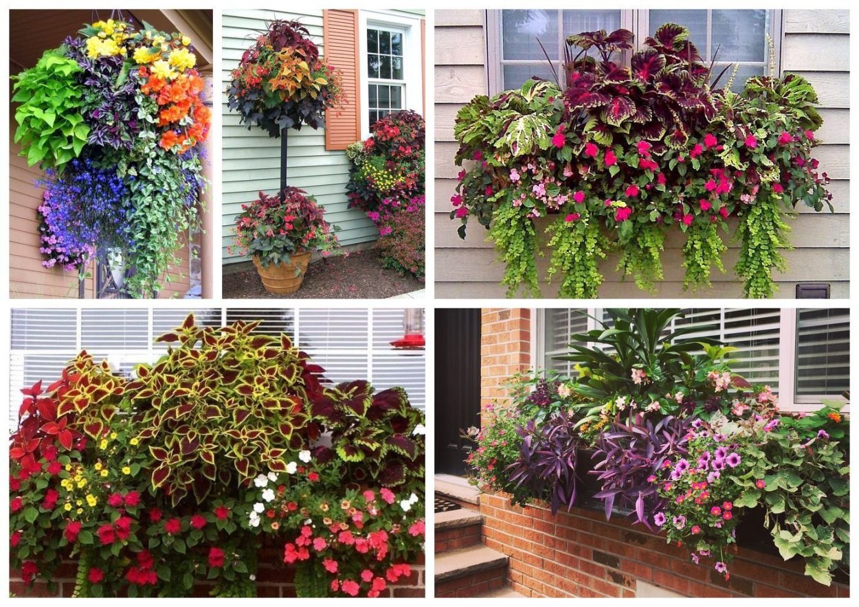 Колеус и петуния на клумбах