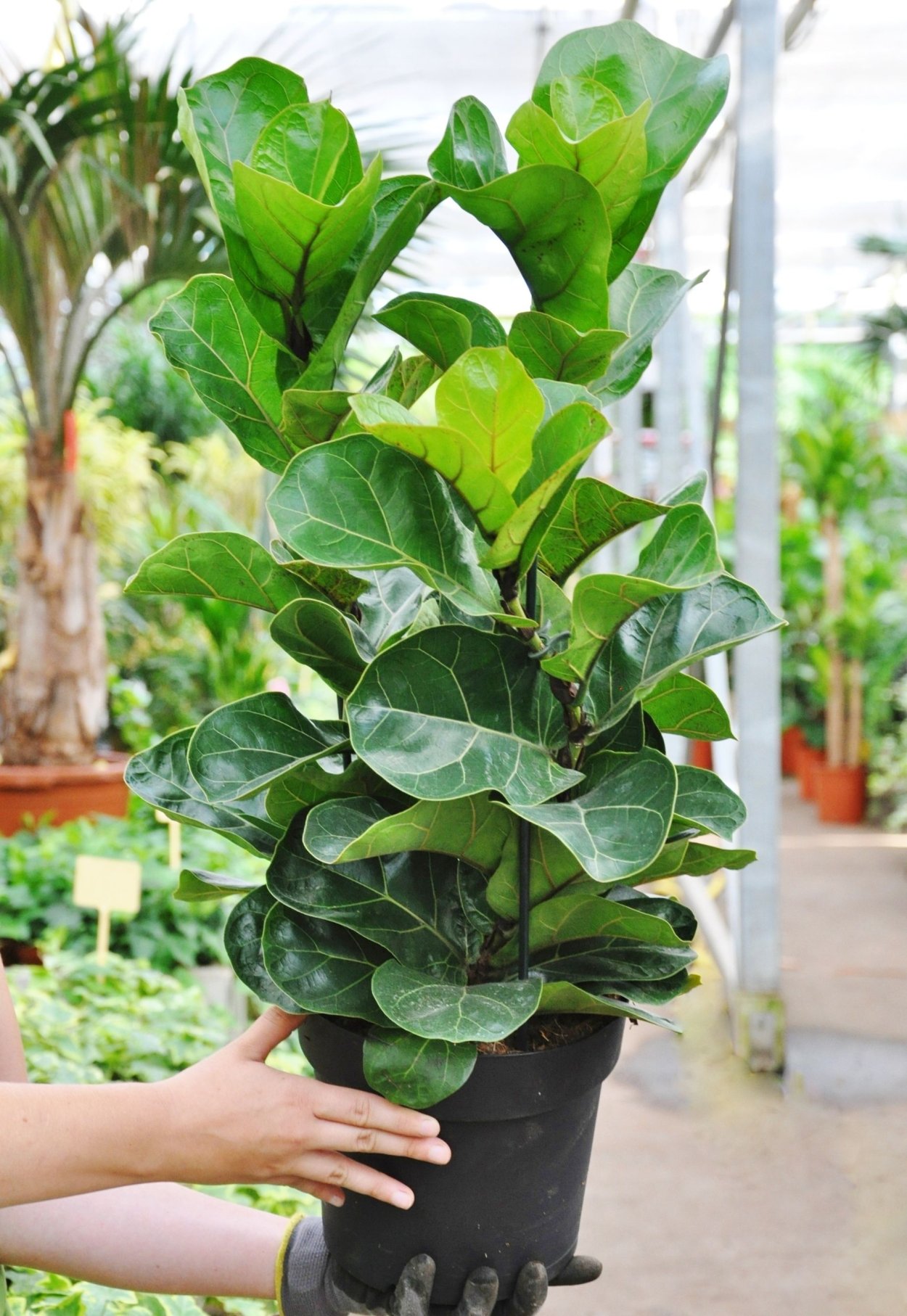 Фикус лирата Бамбино большой