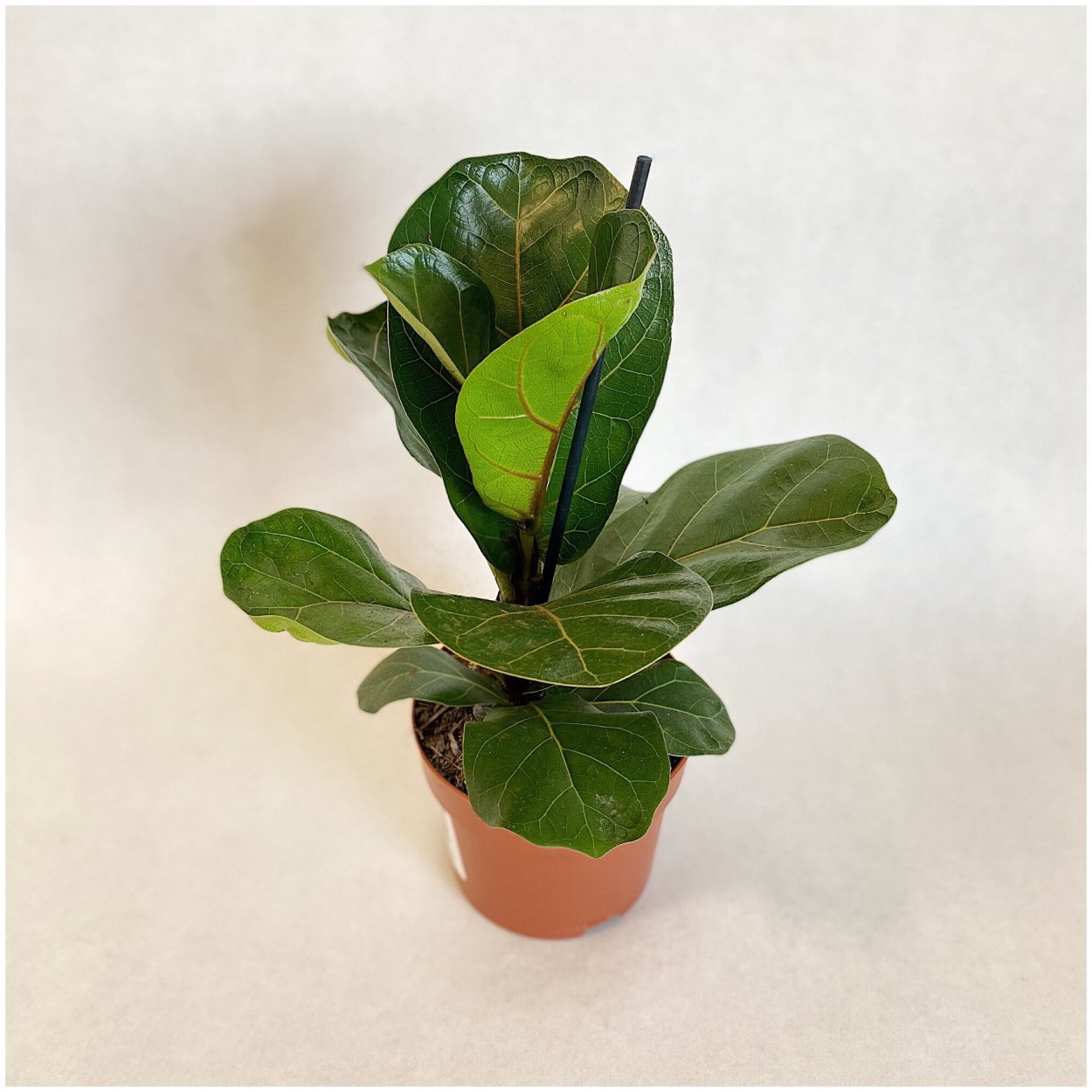 Лирата Бамбино в кашпо