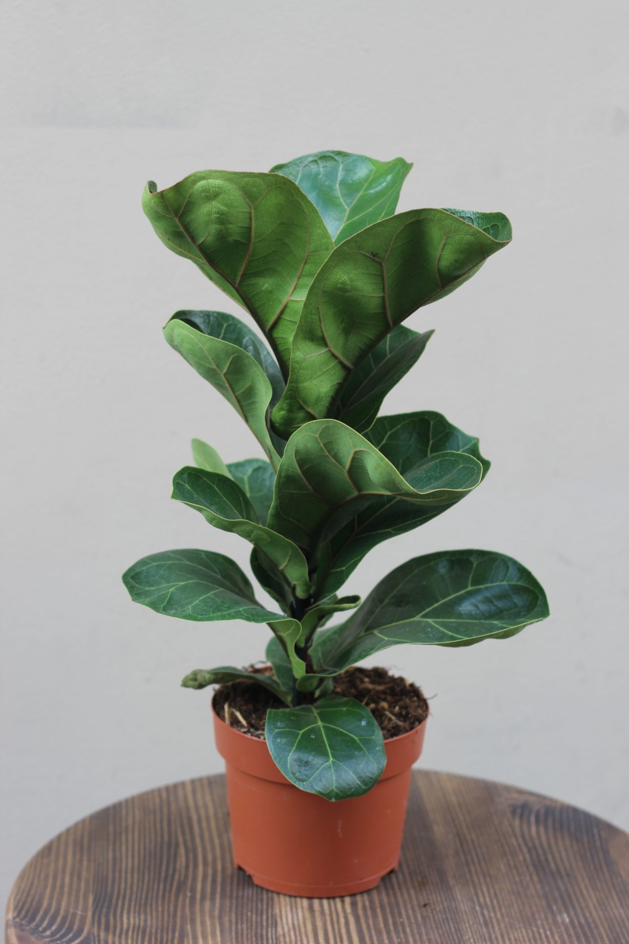 Фикус лирата Бамбино фикус лирата Бамбино