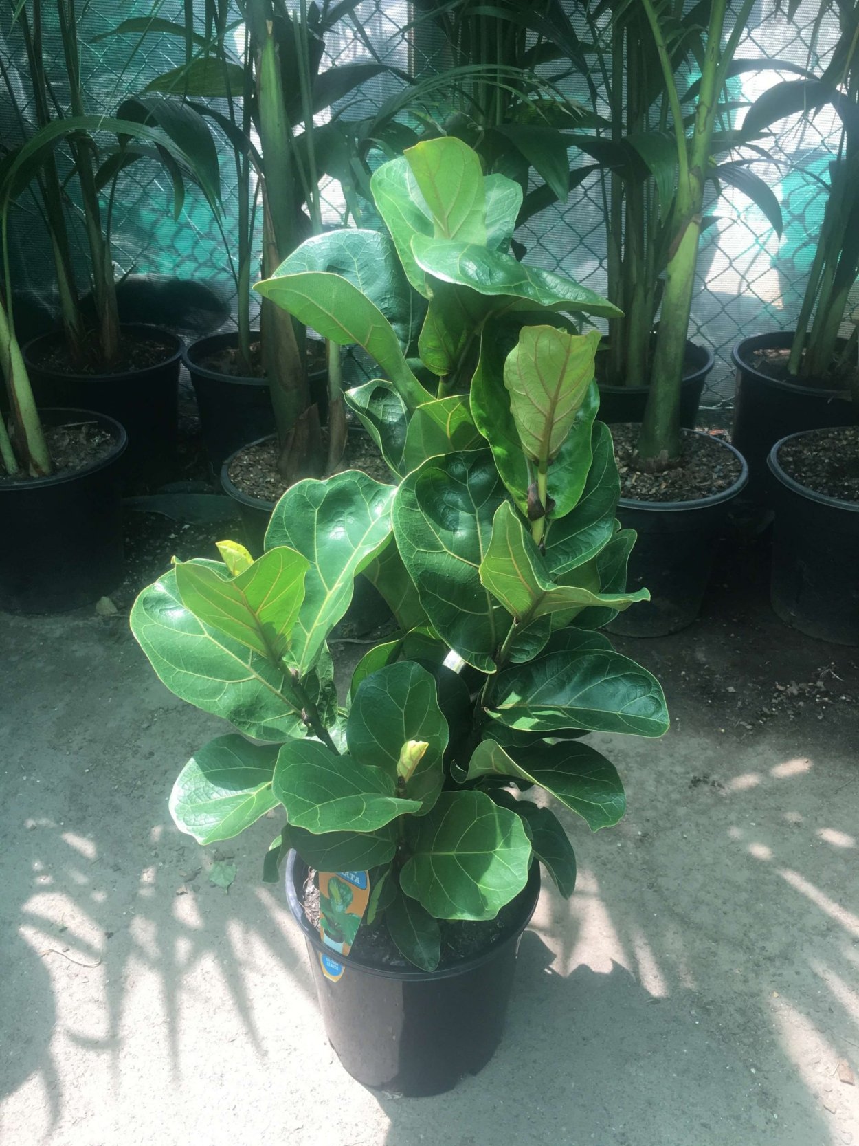 Фикус лирата Бамбино d12