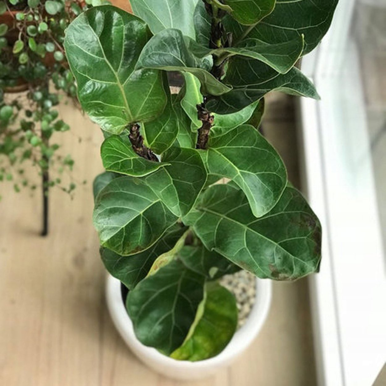 Фикус лирата Бамбино