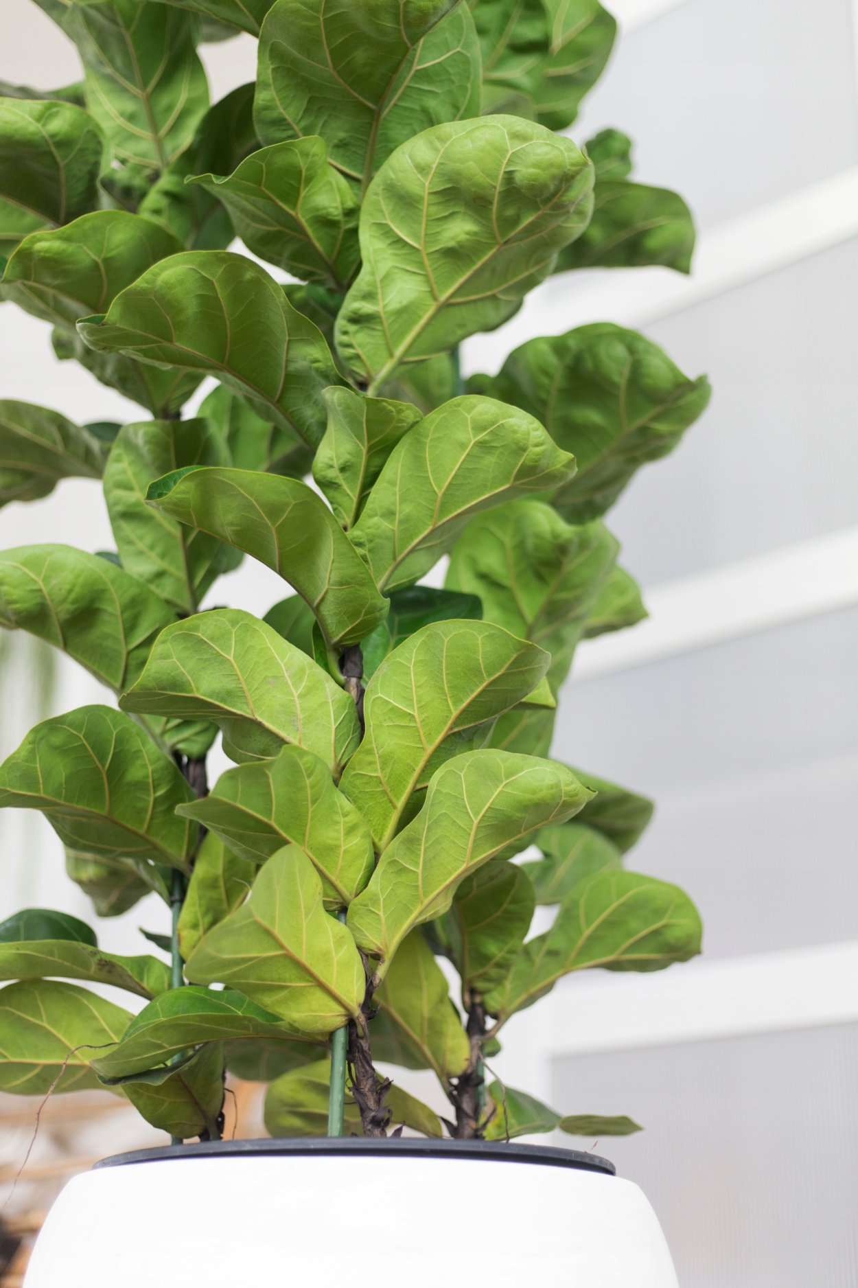 Лирата Бамбино