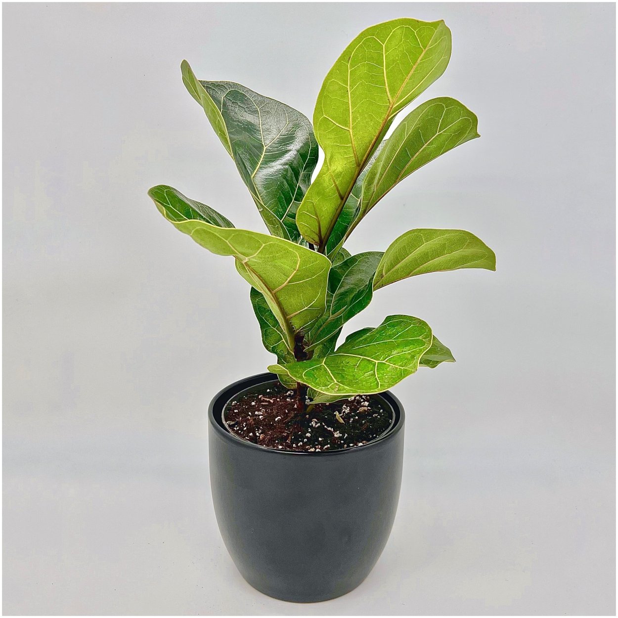 Фикус лирата Бамбино черенкование