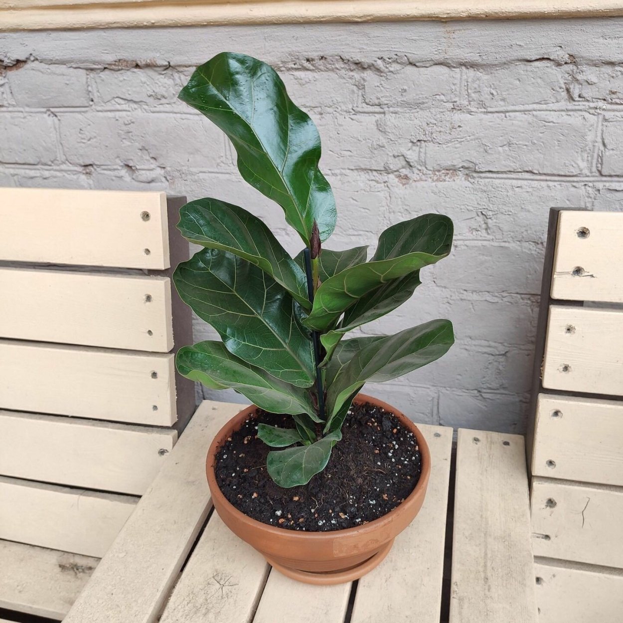 Фикус лирата Бамбино