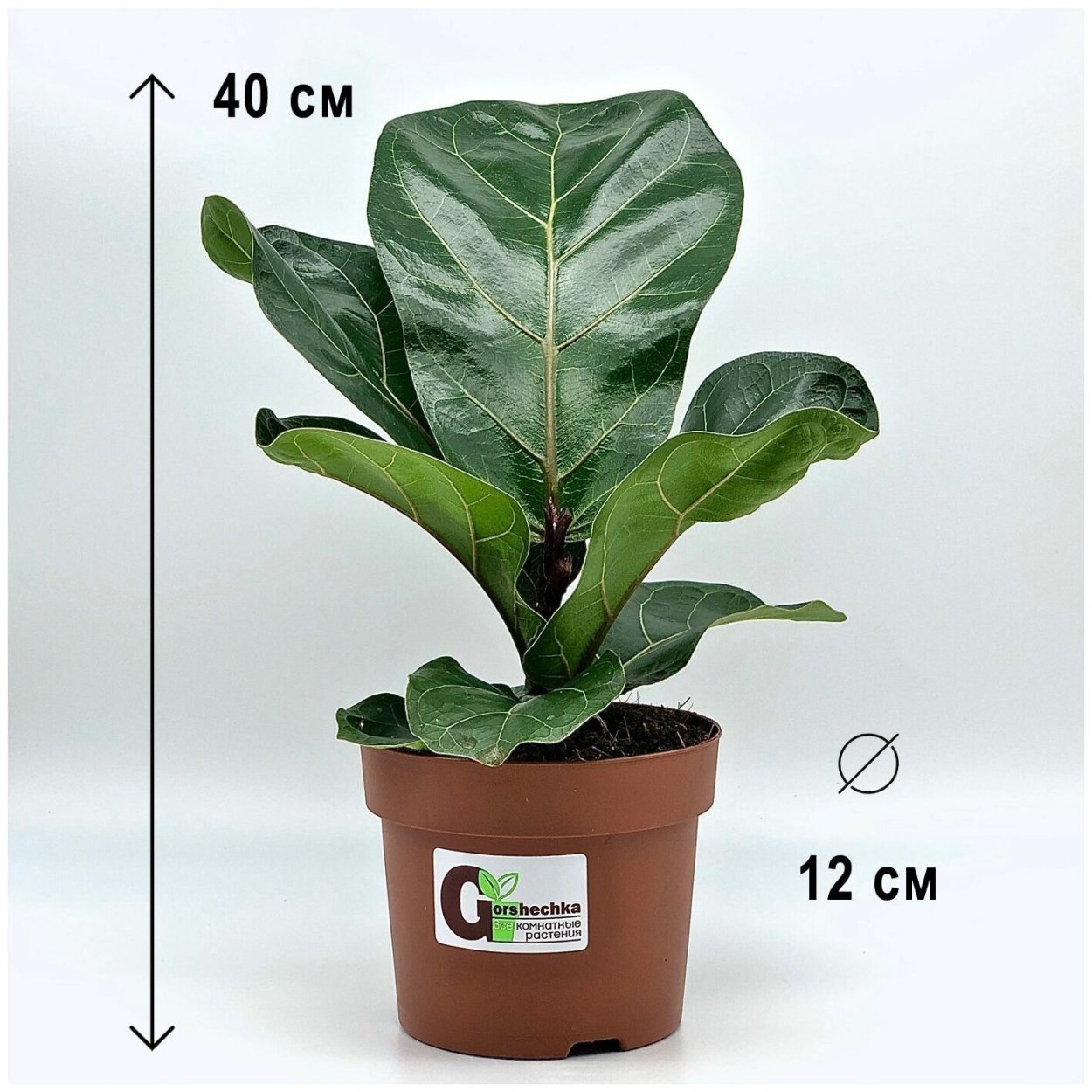 Фикус лирата Бамбино d12