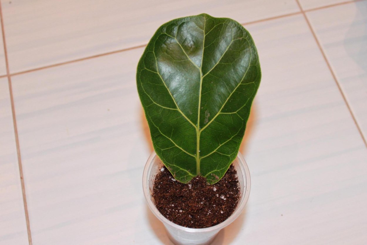 Фикус лировидный Бамбино