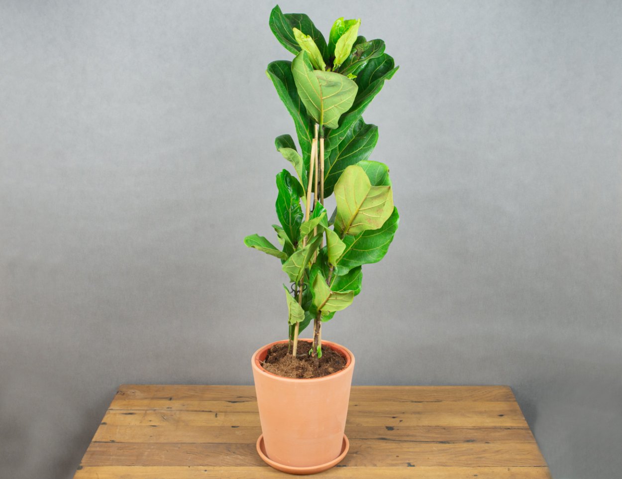 Фикус лирата 3