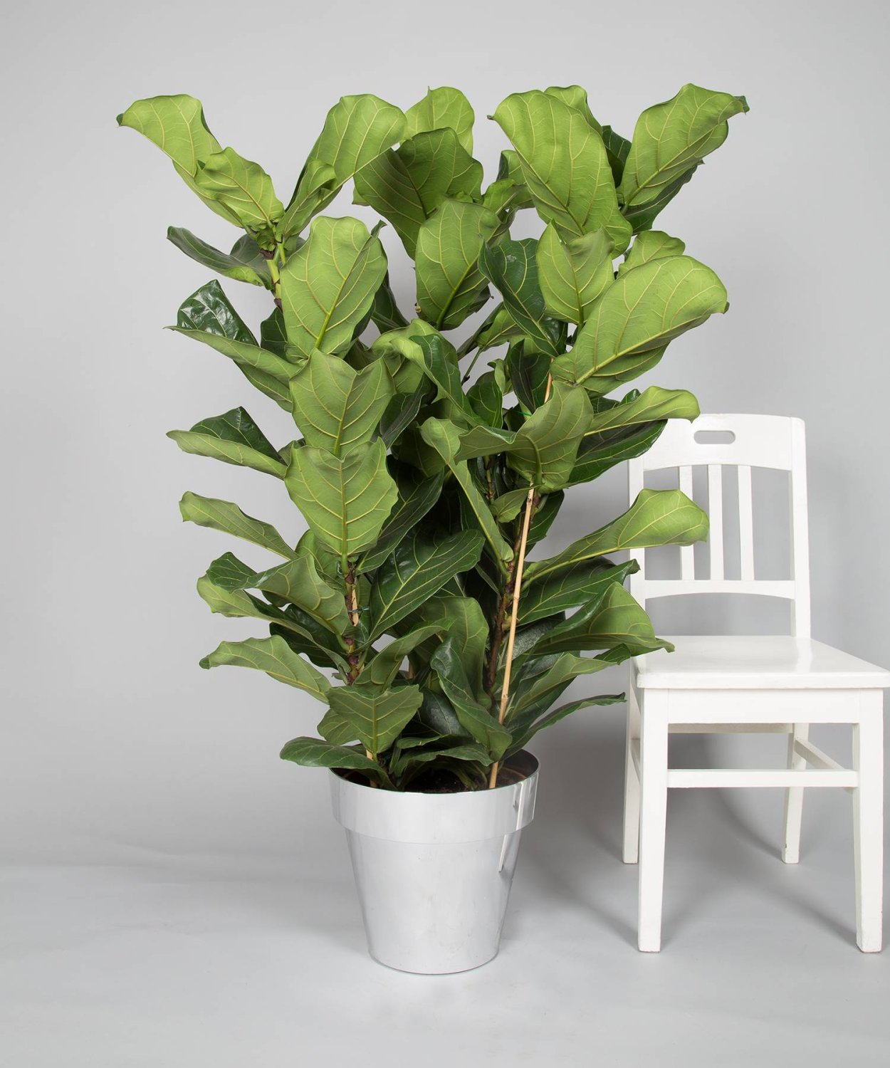 Фикус лировидный лирата