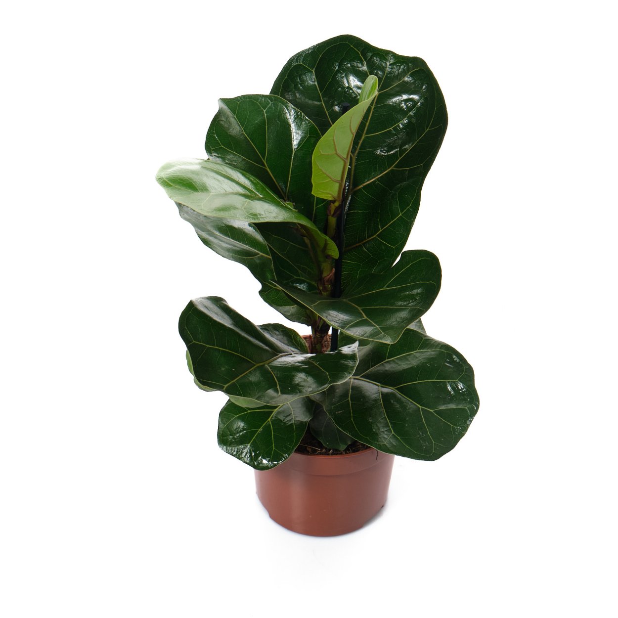 Лирата Бамбино