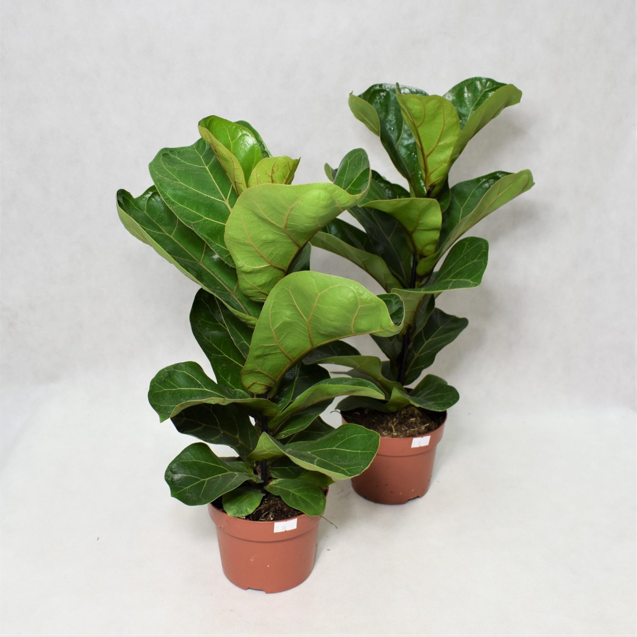 Ficus lyrata bambino/фикус лирата Бамбино