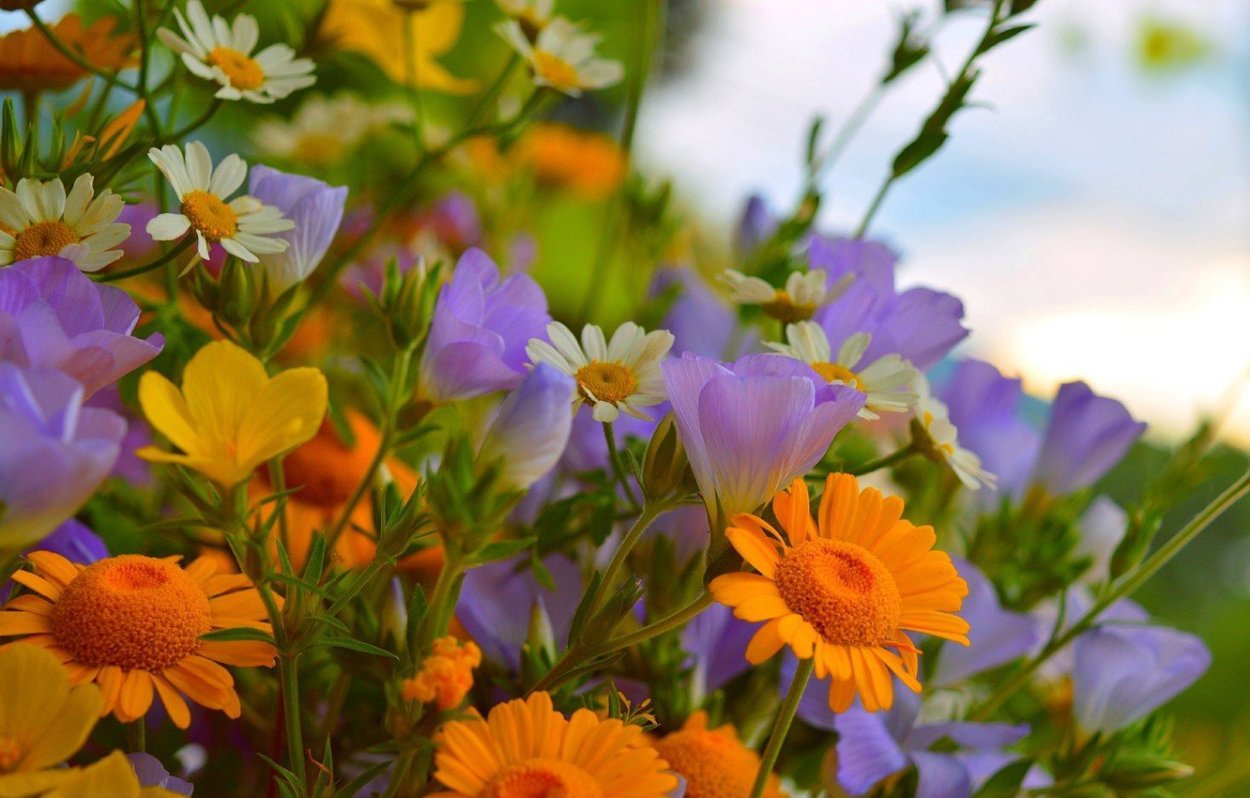 Летние цветы