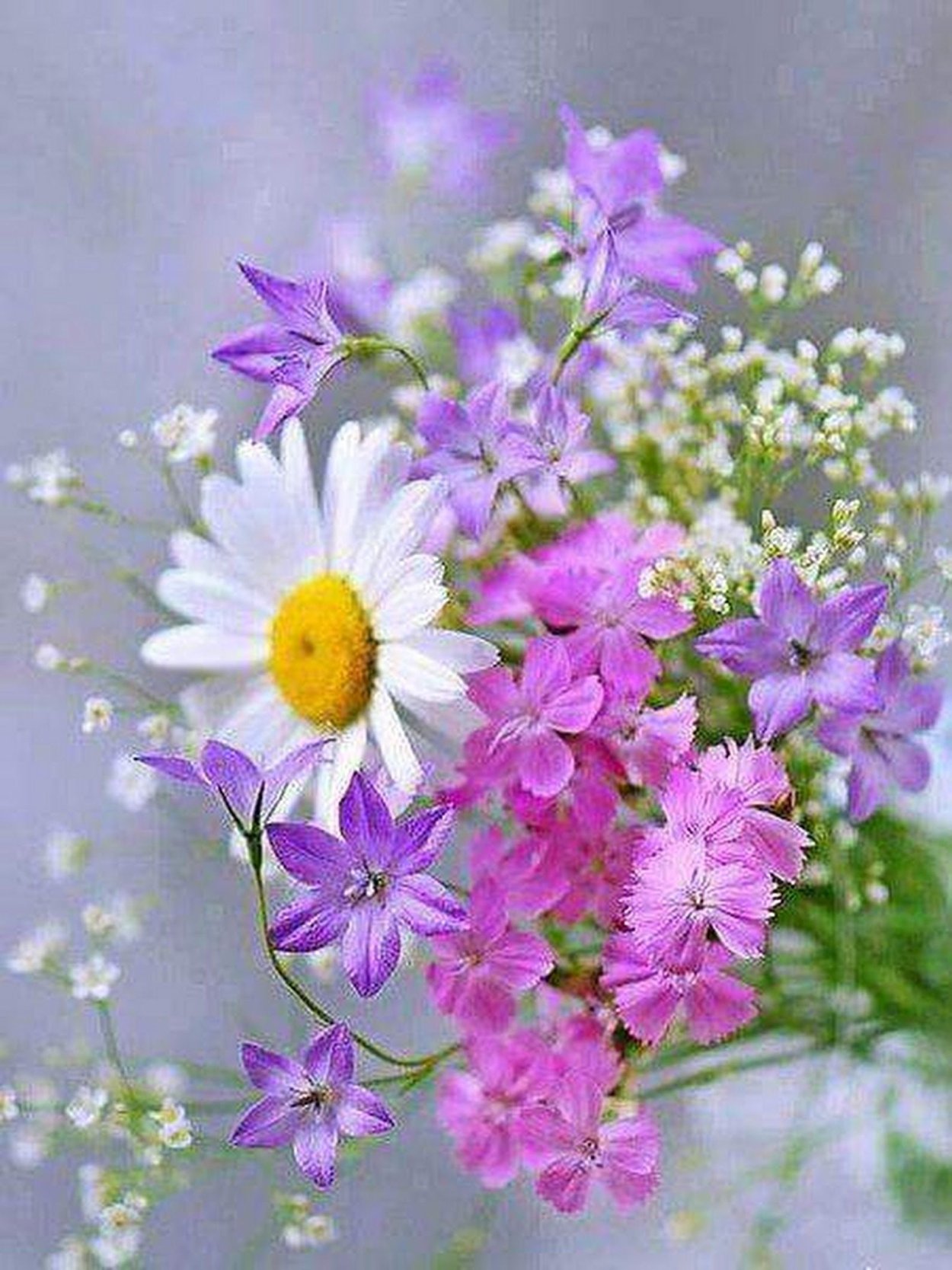 Прекрасные цветы