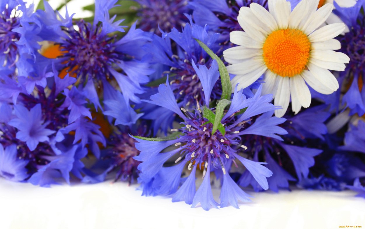 Цветы ромашки и васильки