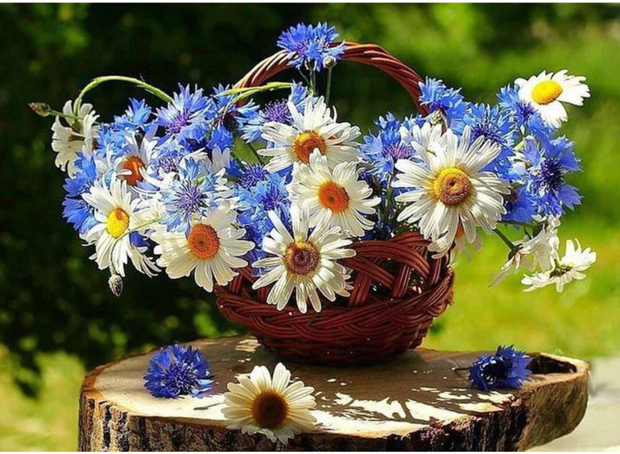 Алмазная мозаика васильки и ромашки 40х50