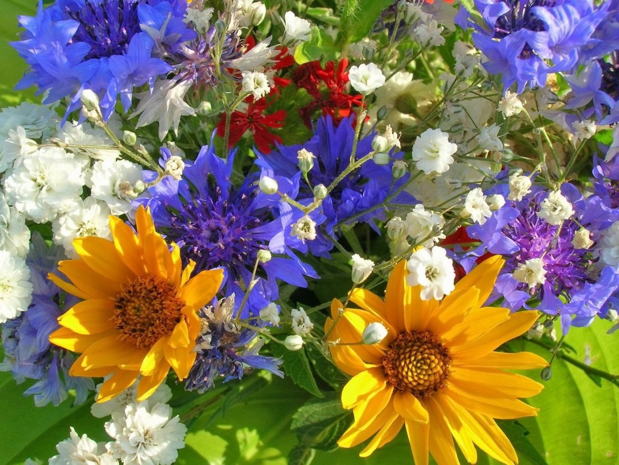 Полевые цветы