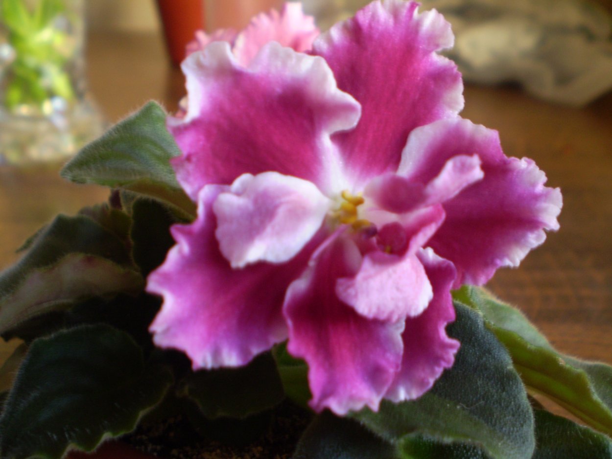 Фиалка ЛФ Ледяная вишня