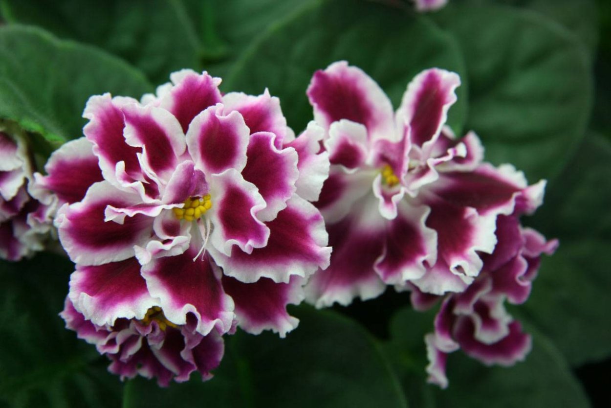 Фиалка Морев морозная вишня