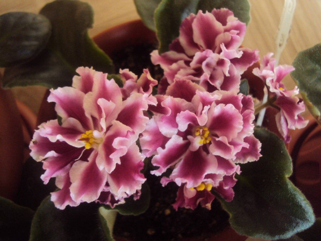 Сорт фиалки морозная вишня