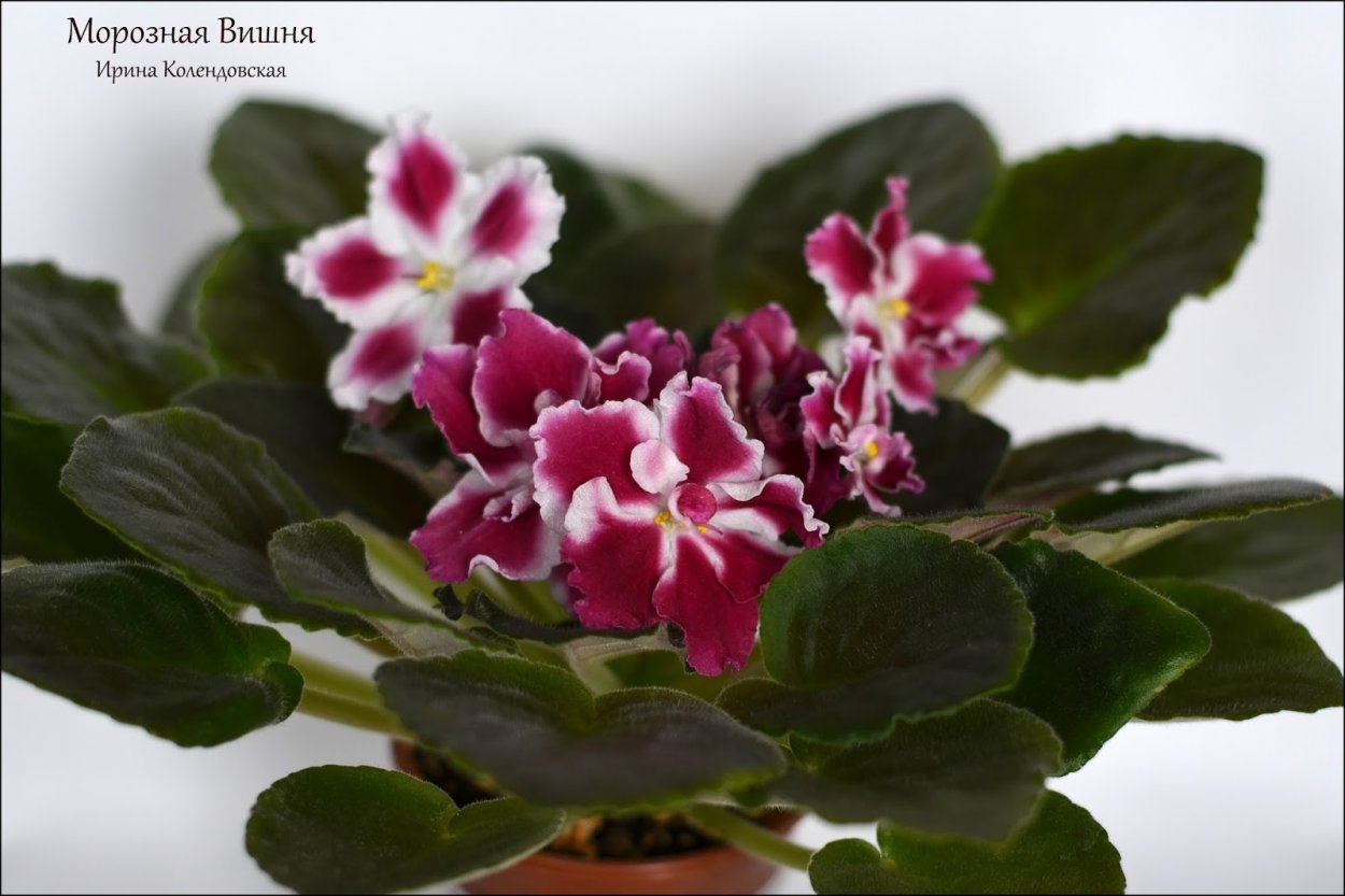 Фиалка красно белая