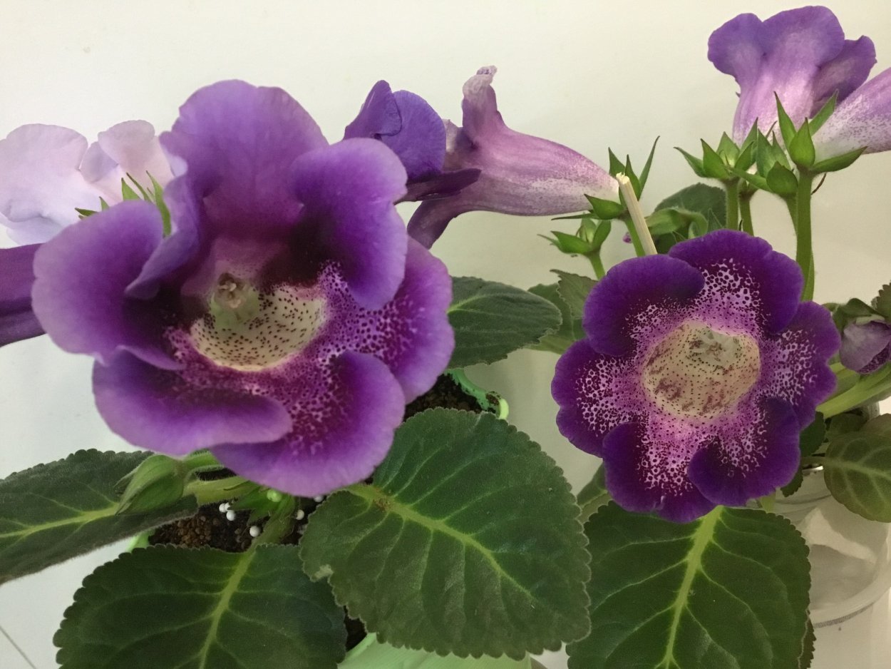 Глоксиния зимняя вишня