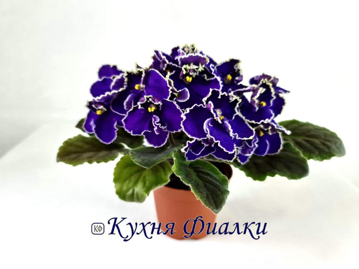 Фиалка прекрасная креолка