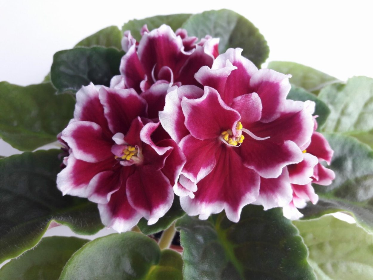 Дикая вишня (Дадоян)