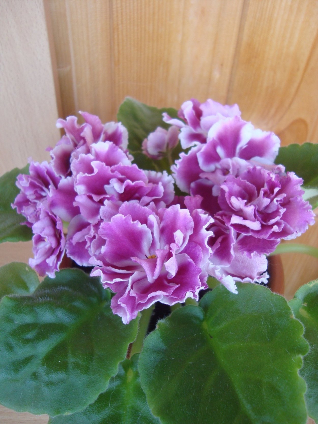 Сенполия морозная вишня