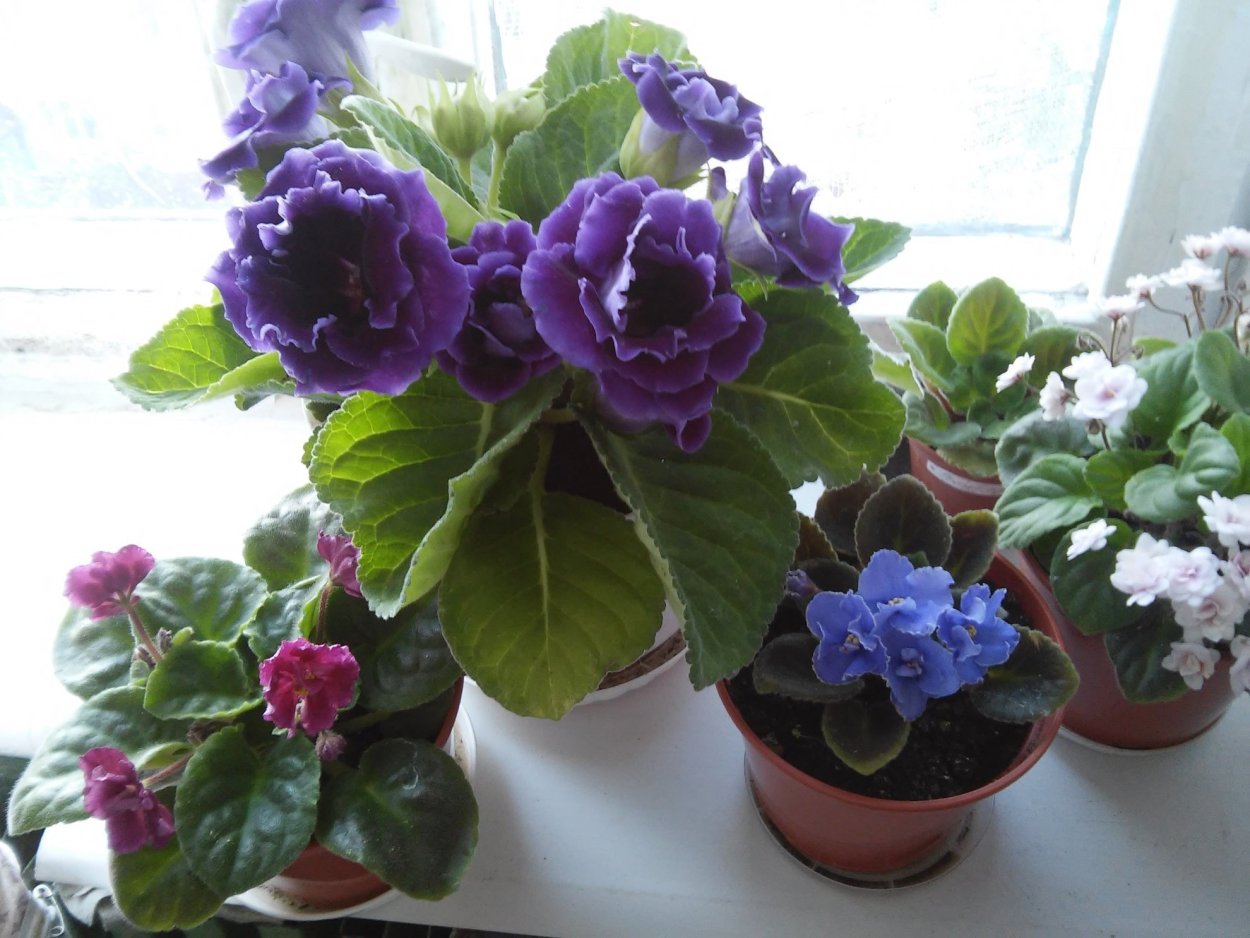 Фиалка глоксиния