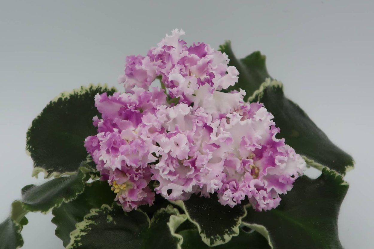 Фиалка ЛФ розовая Лилия