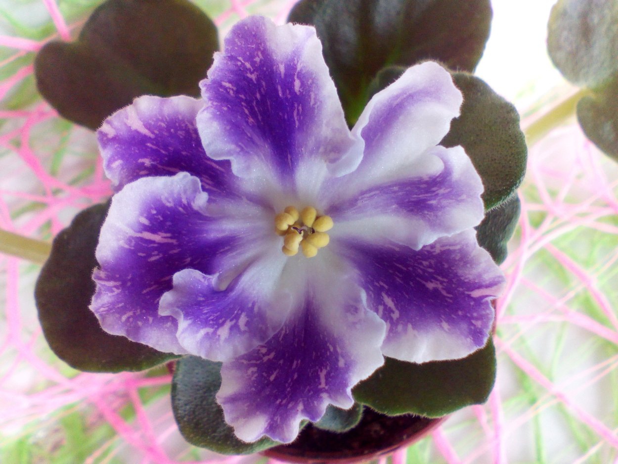 Сенполия ват-Надежда