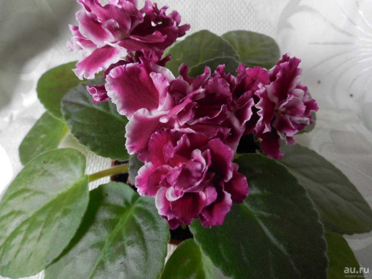 Фиалка Морев морозная вишня