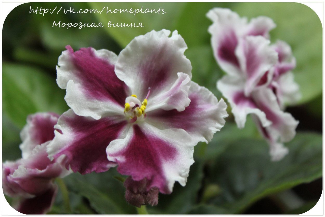 Фиалка Морев морозная вишня