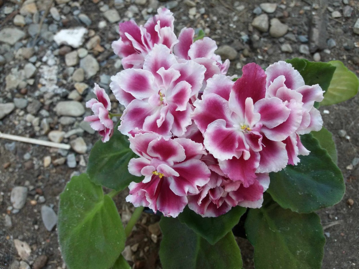 Морозная вишня Морев