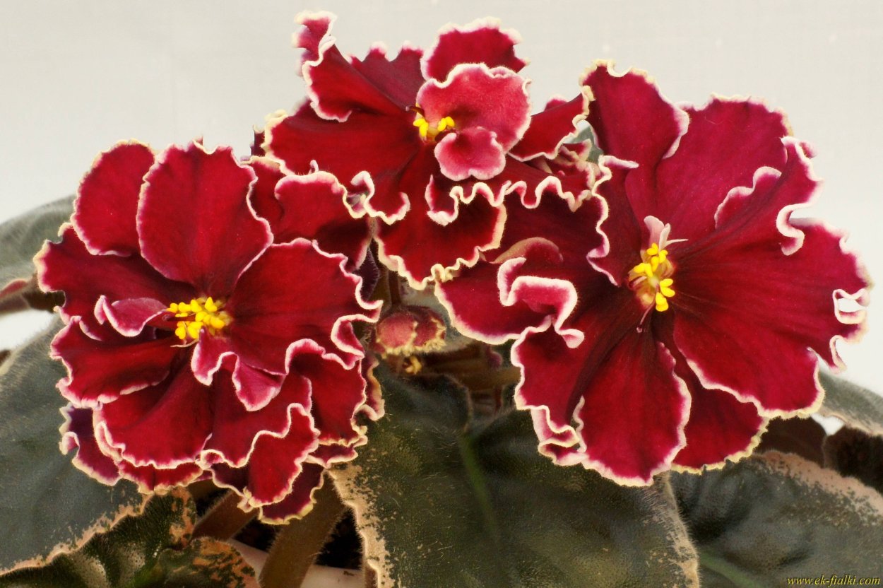 Фиалка ЕК Кураж