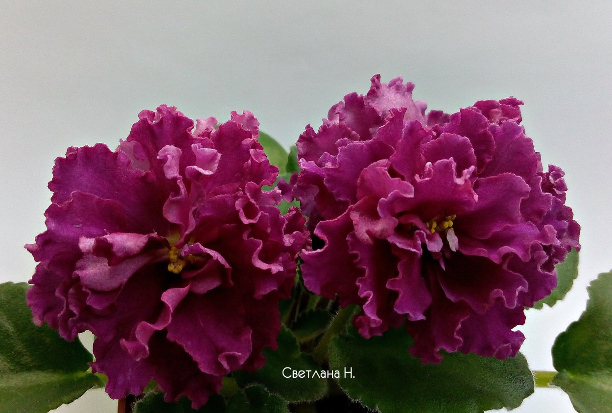 Фиалка ЛФ Ледяная вишня