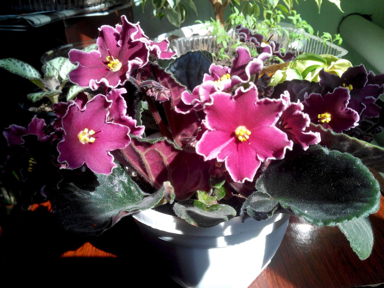 Фиалка зимняя вишня фото