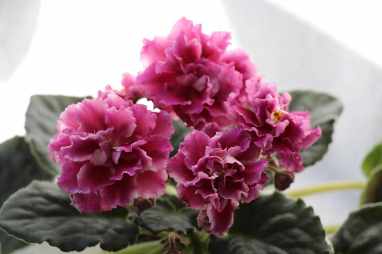 Морозная вишня Морев