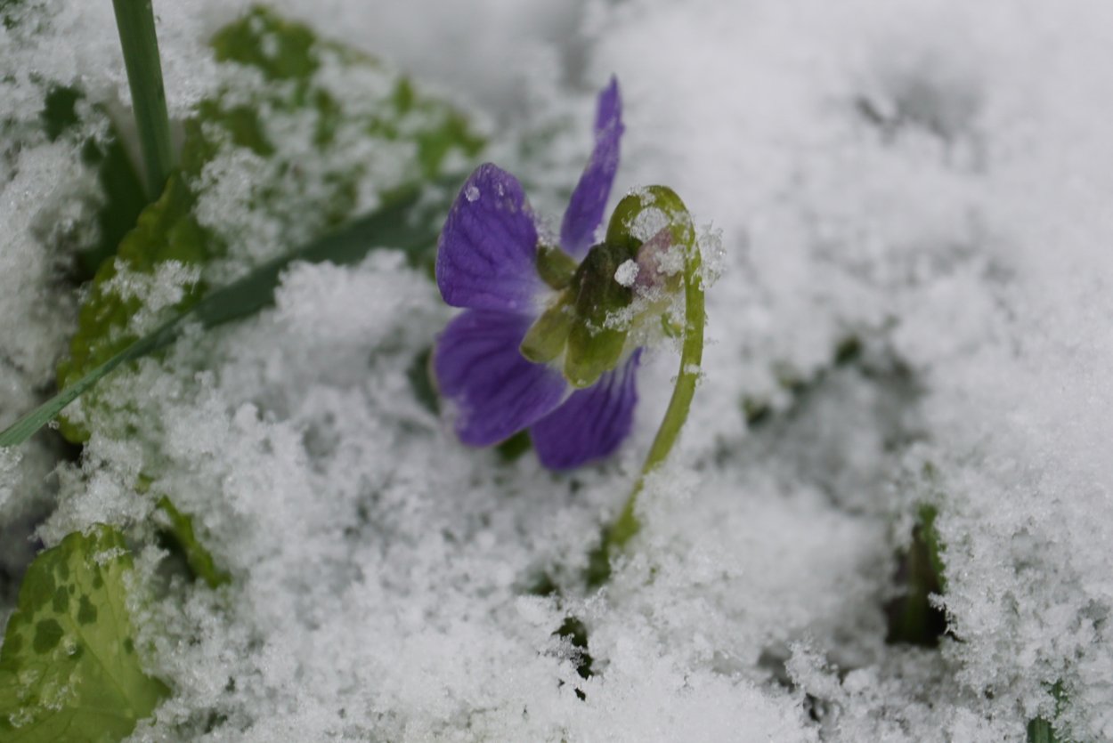 Фиалка снежный Покров