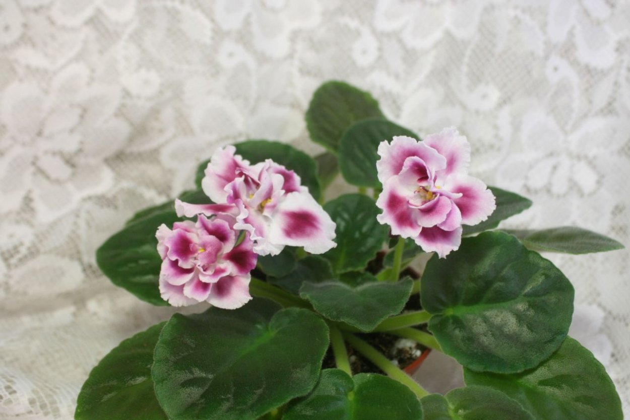 Фиалка Frosty Pink