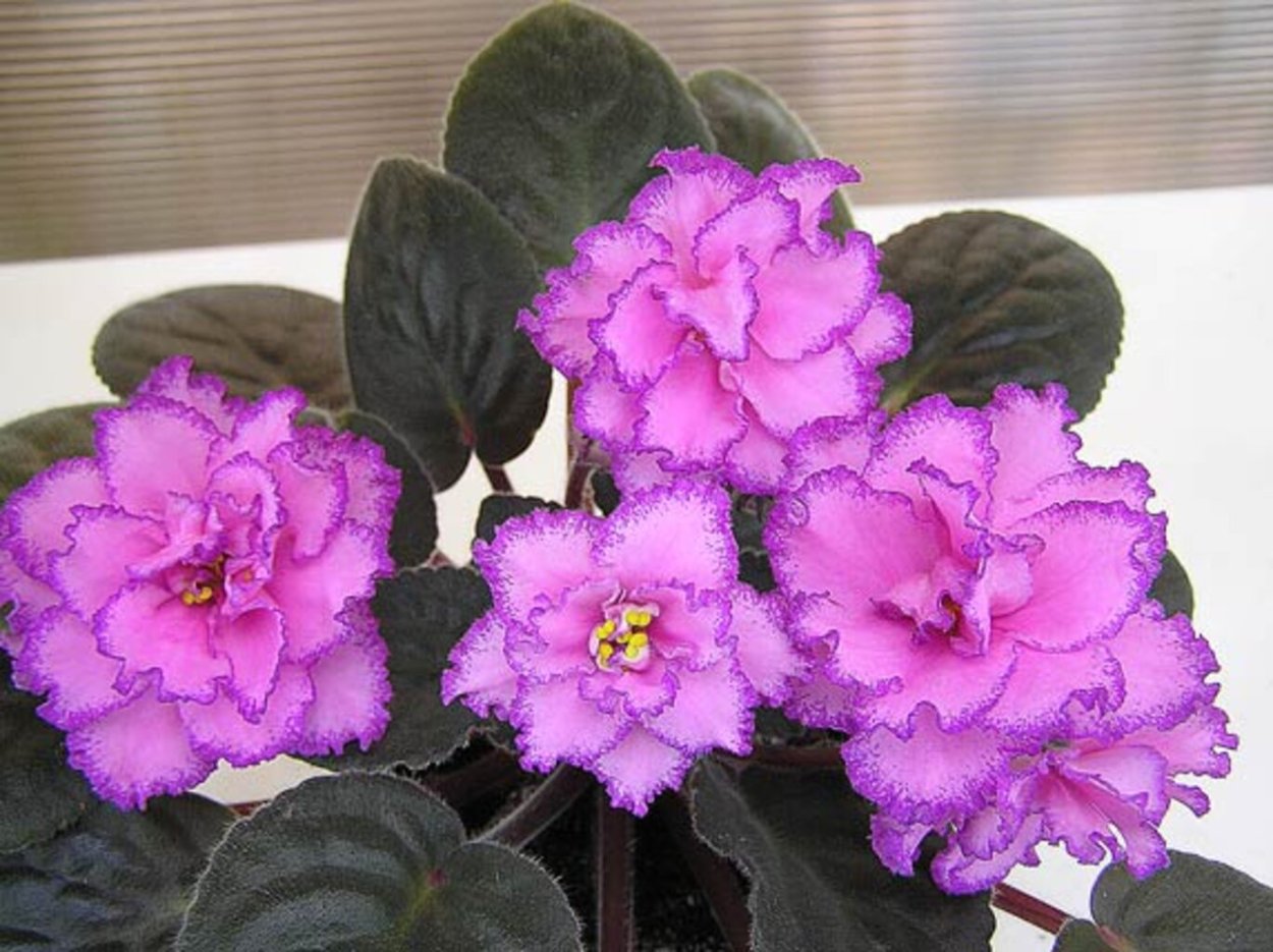 Фиалка сорт Крис