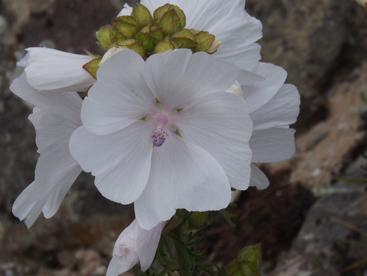 Мальва мускатная белая