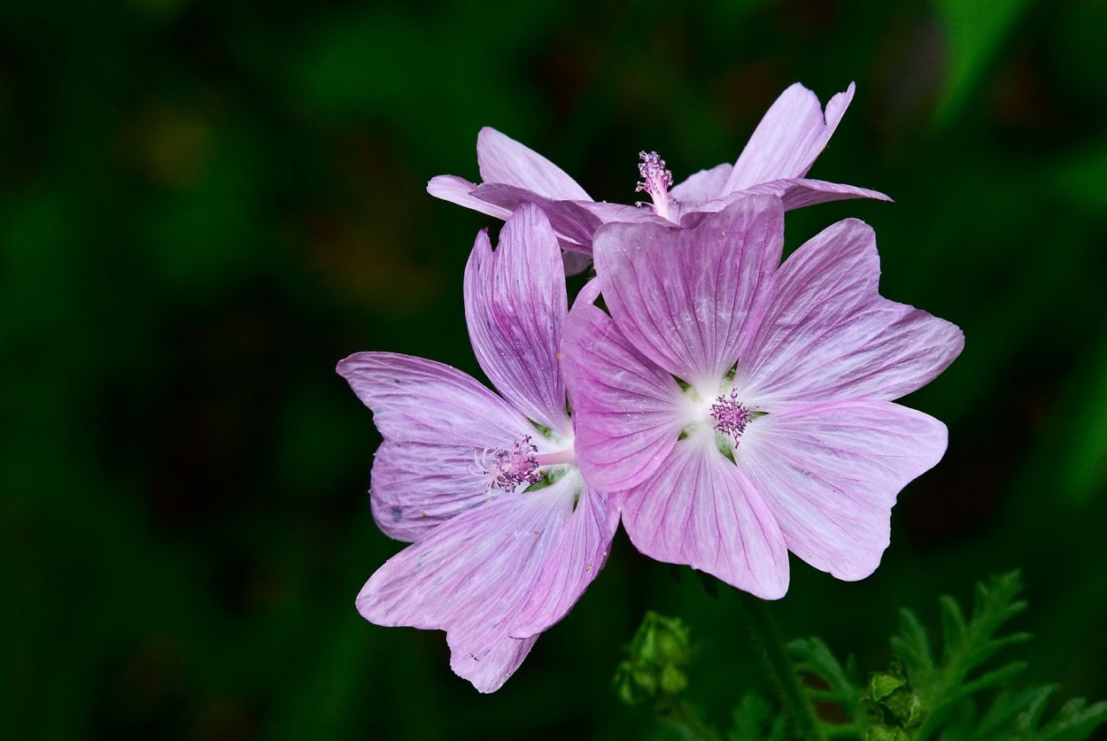 Musk растение