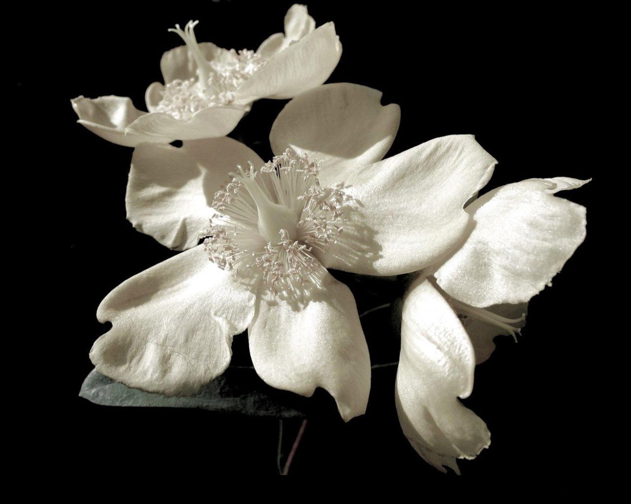 Белый мускус цветок