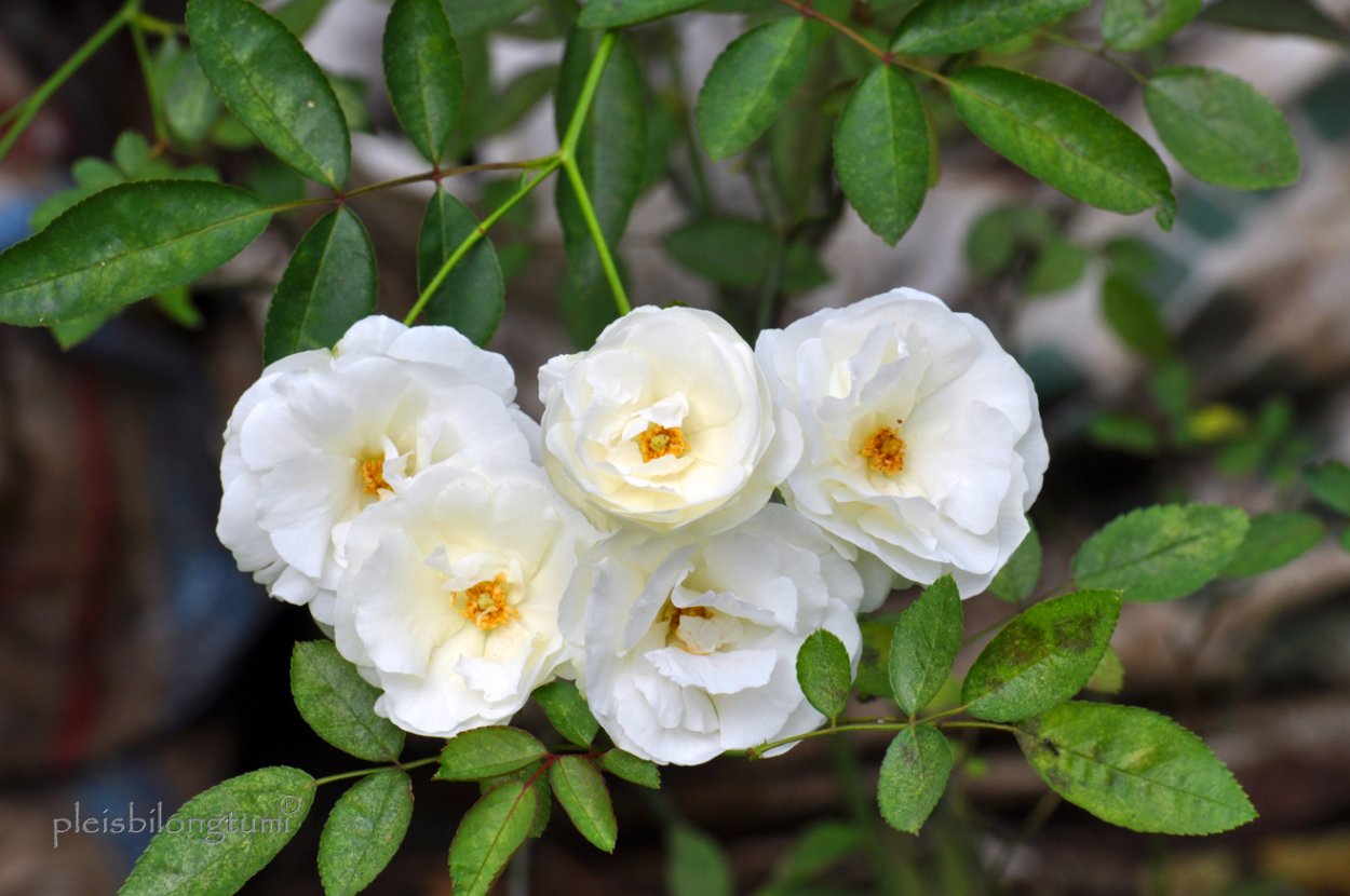 Роза Queen of the Musk