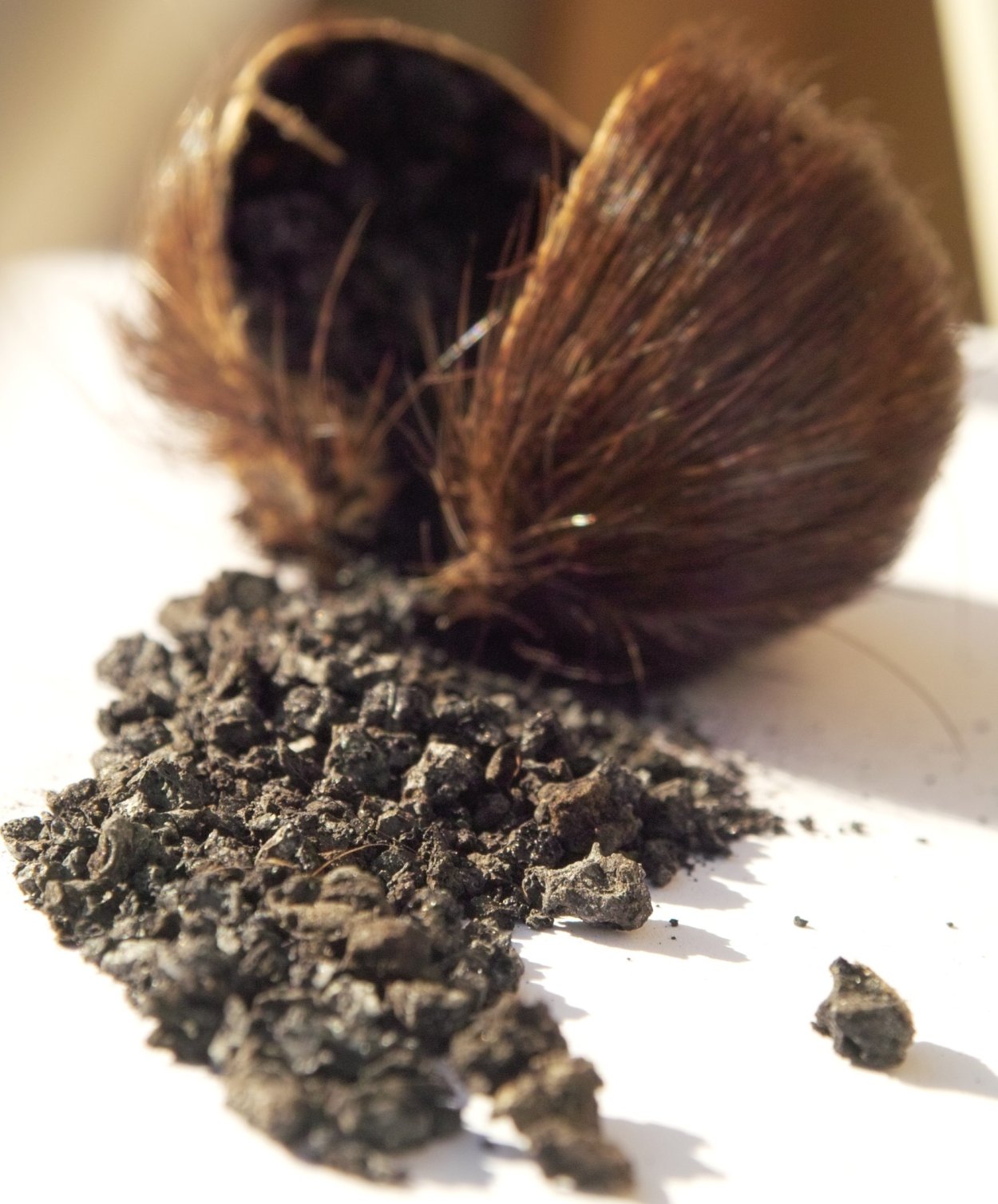 Черный мускус кабарги