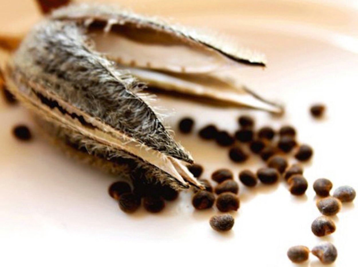 Семена абельмоша мускатного