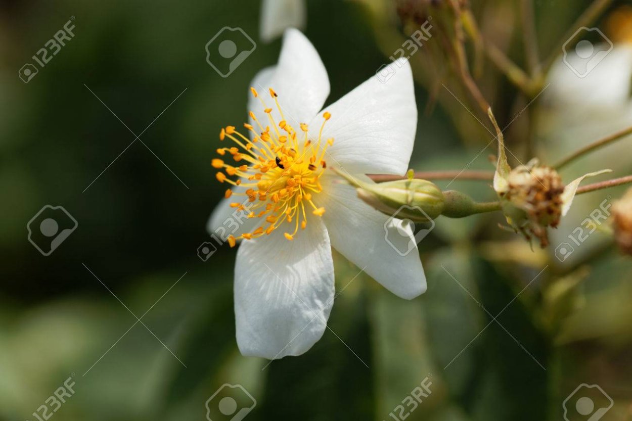 Rosa moschata